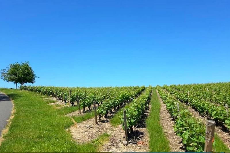 Savonnières Gite Au Bord Du Cher "La Mesange Verte" מראה חיצוני תמונה